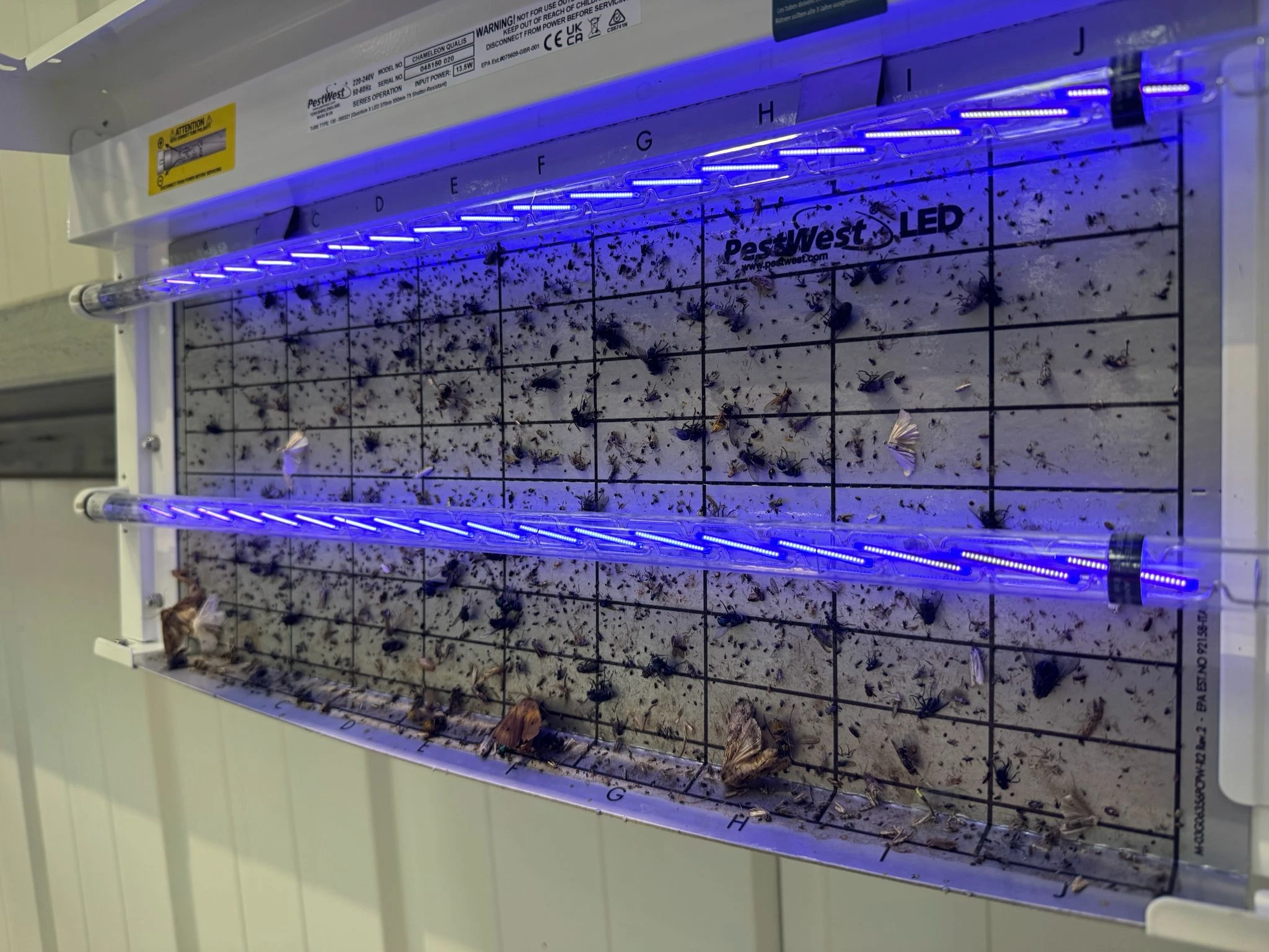 PestWest LED fly killer in a commercial kitchen showing flying insects caught on the glueboard after use