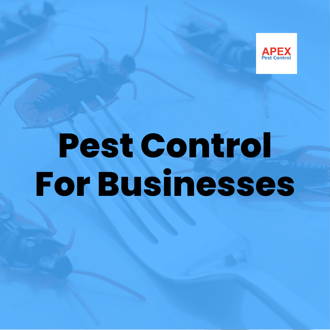 Pest Control for Businesses: Protecting Your Premises and Licence — Apex Pest Control