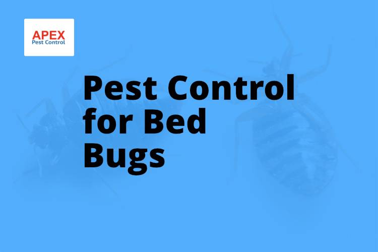 Pest Control for Bed Bugs: Professional Treatment Options Explained — Apex Pest Control