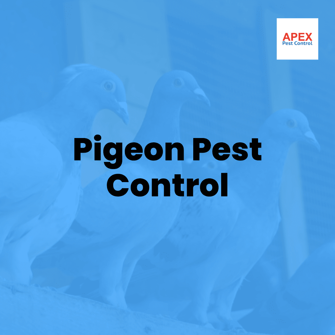 Pigeon Pest Control — Apex Pest Control
