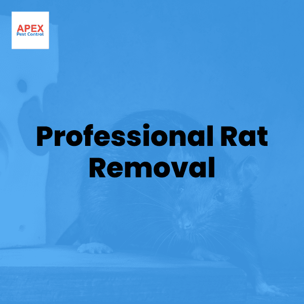 Professional Rat Removal: What It Involves and When You Need It — Apex Pest Control