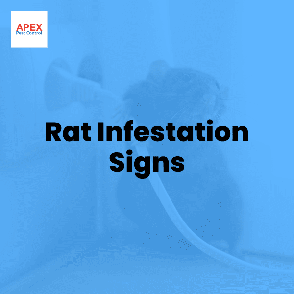 Rat Infestation Signs — Apex Pest Control