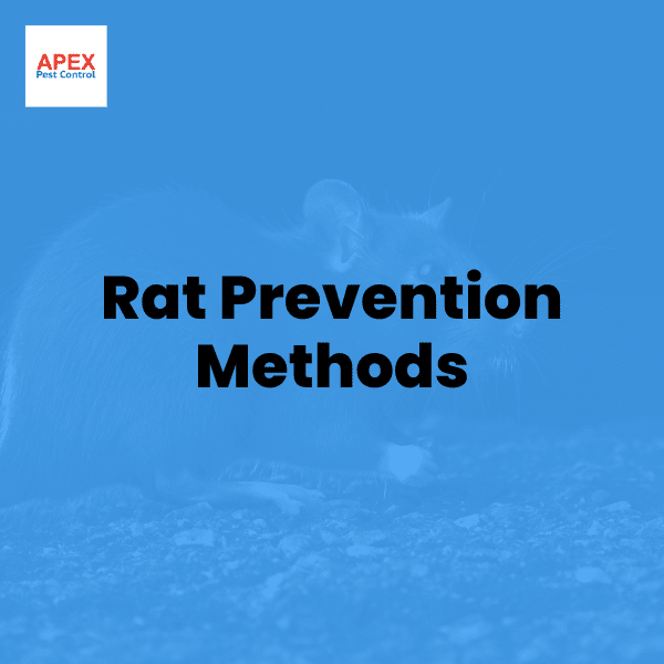 Rat Prevention Methods — Apex Pest Control