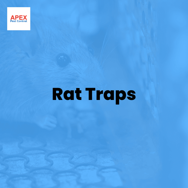 Rat Traps — Apex Pest Control