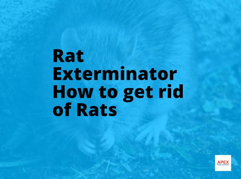 Rat Exterminator — How to Get Rid of a Rat Infestation — Apex Pest Control