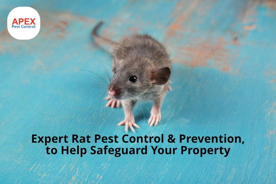 Expert Rat Pest Control — Professional Rat Removal Services — Apex Pest Control