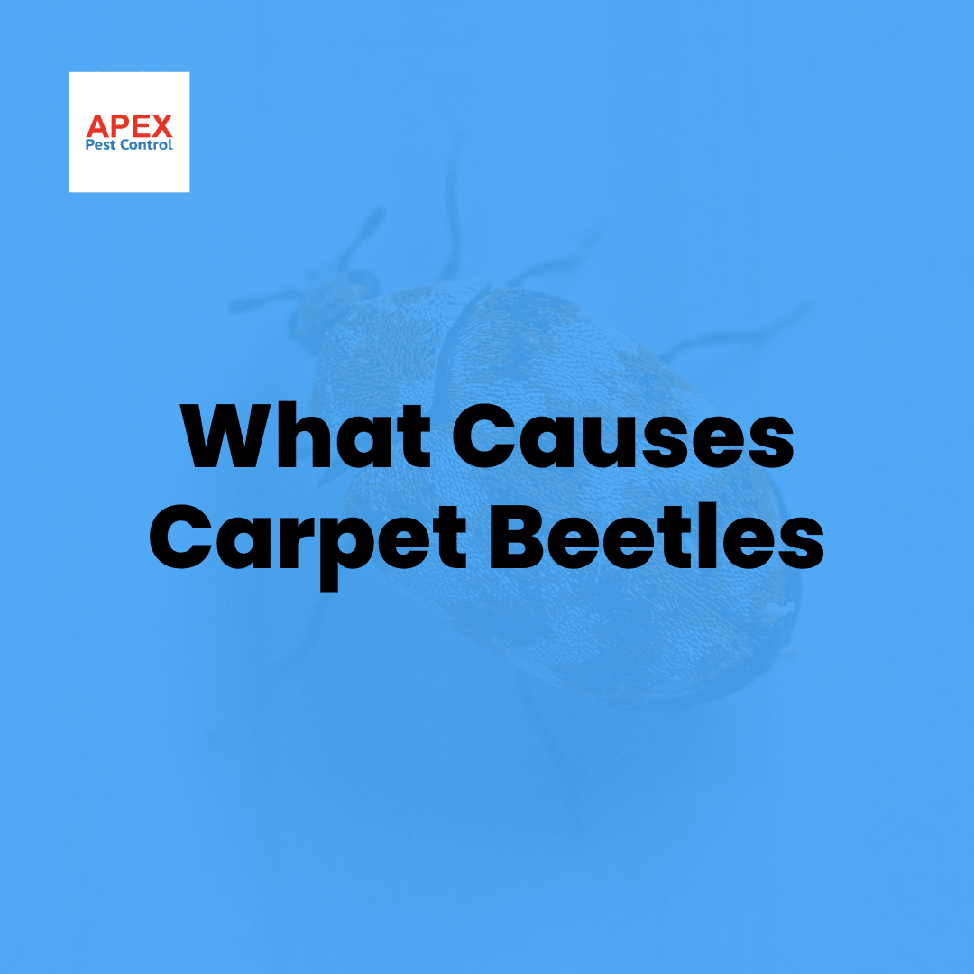What Causes Carpet Beetles — Apex Pest Control
