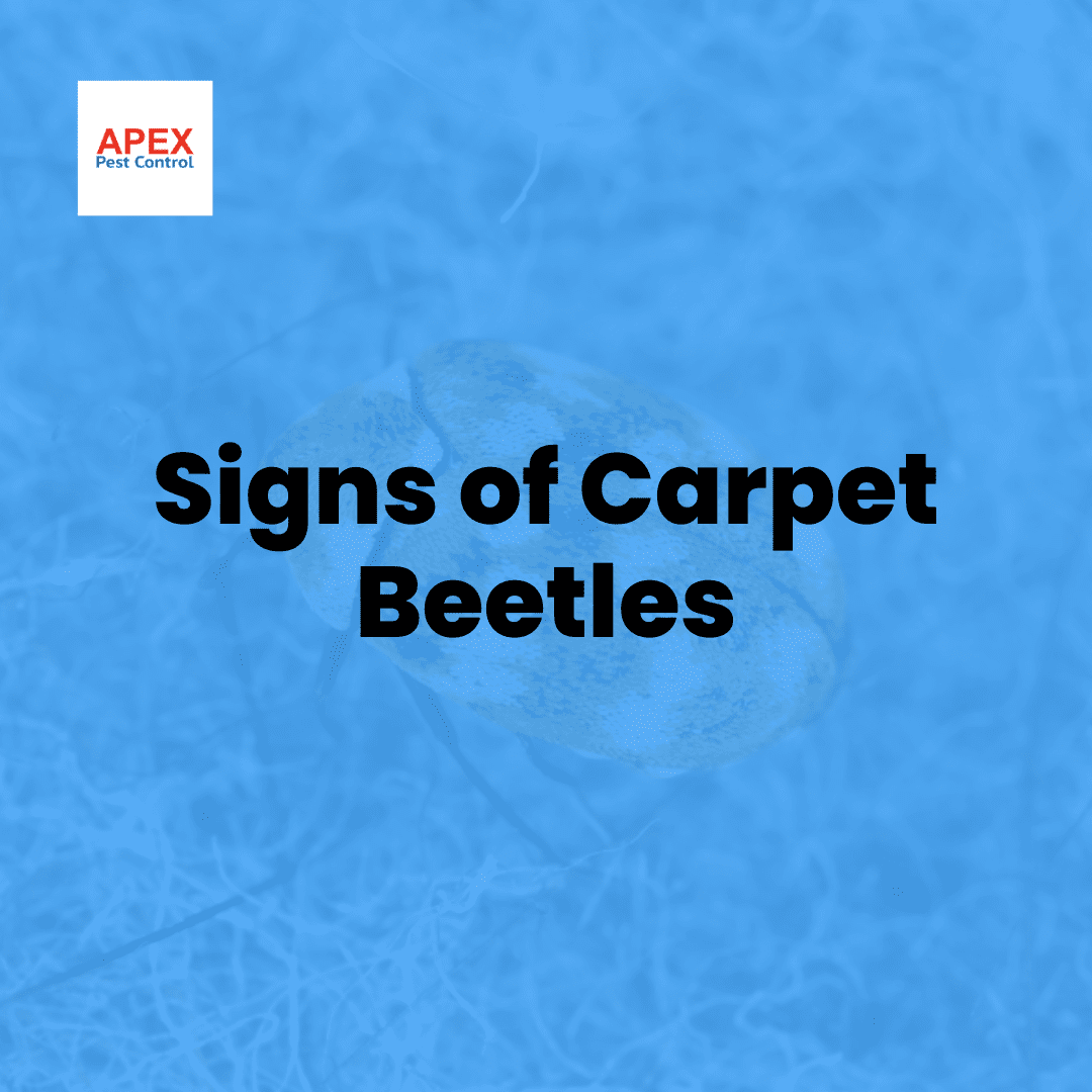 Signs of Carpet Beetles — Apex Pest Control