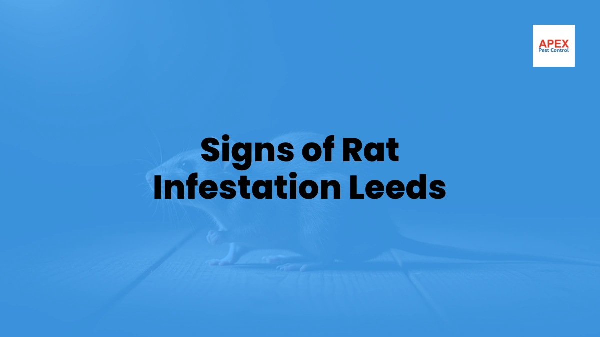 Signs of Rat Infestation Leeds — Apex Pest Control