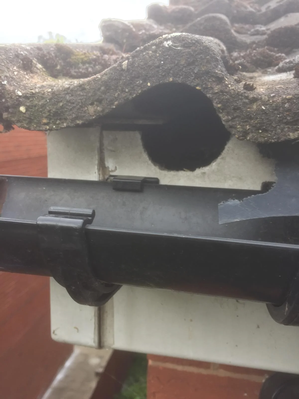 Fascia board chewed through by a grey squirrel to access the roof space on a Sheffield property