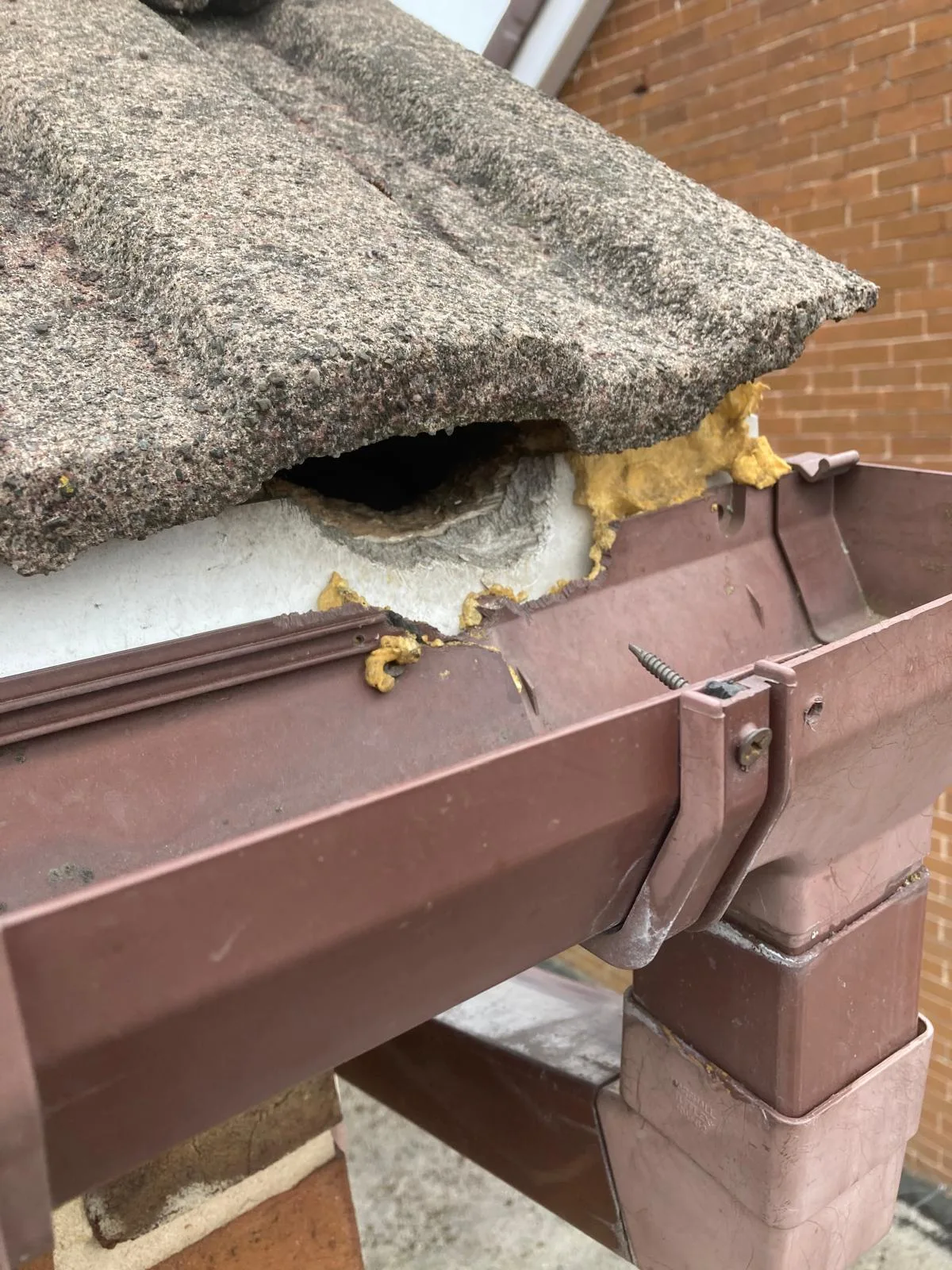 Grey squirrel nest entrance where the fascia has been damaged to reach the roof space, found on a Sheffield job