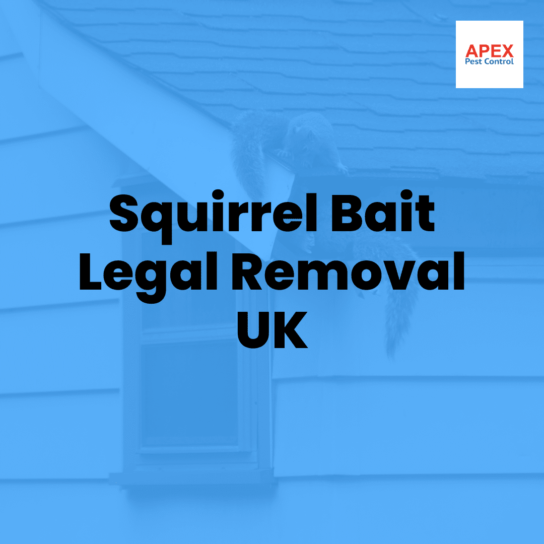 Grey Squirrel Bait: Trapping and Control in the UK — Apex Pest Control
