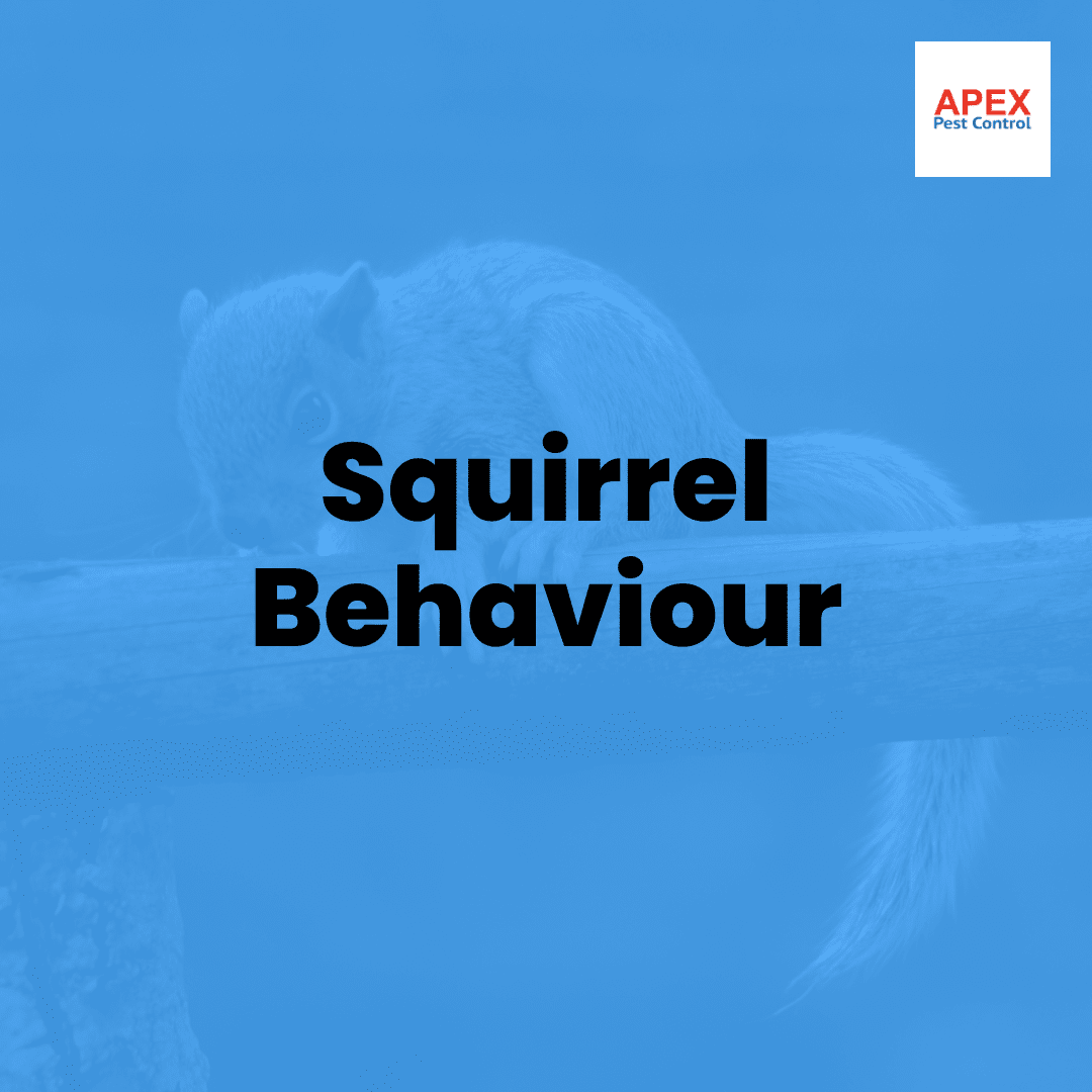 Grey Squirrel Behaviour — Apex Pest Control