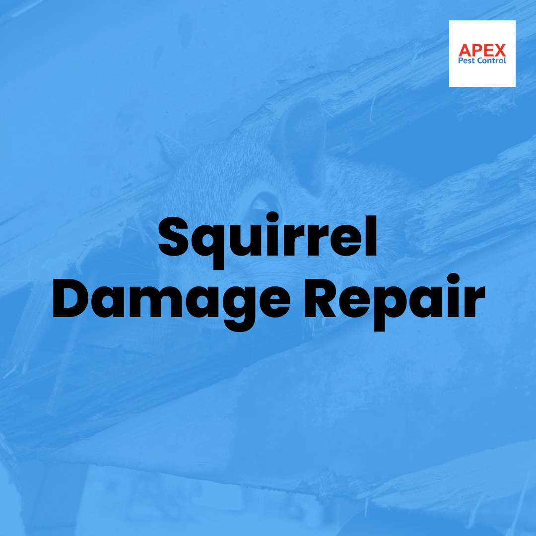 Squirrel Damage Repair — Apex Pest Control