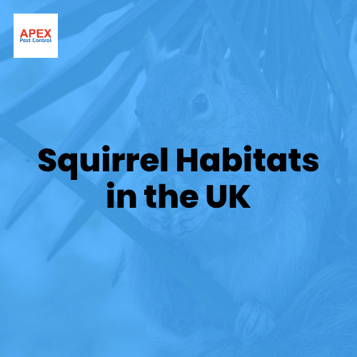 Squirrel Habitats Guide — Apex Pest Control