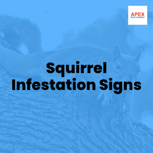 Squirrel Infestation Signs — Apex Pest Control