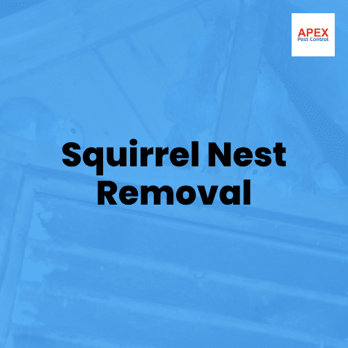 Squirrel Nest Removal — Apex Pest Control