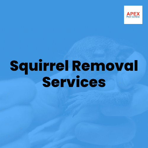 Squirrel Removal Services — Apex Pest Control
