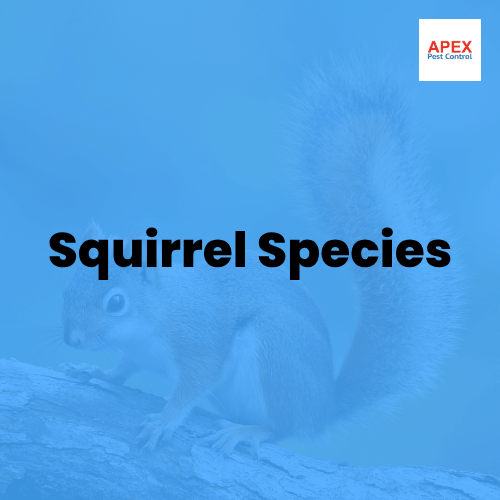 Squirrel Species — Apex Pest Control