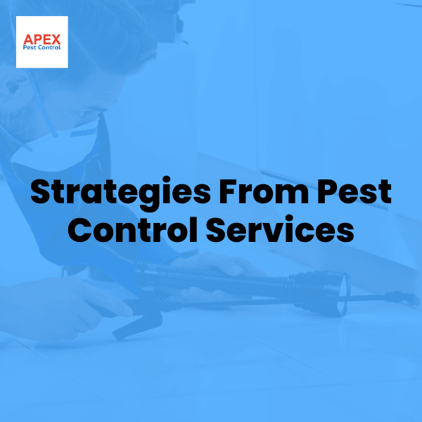 Rat Pest Control Strategies Used by Professional Services — Apex Pest Control
