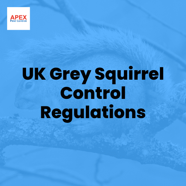 UK Grey Squirrel Control Regulations — Apex Pest Control