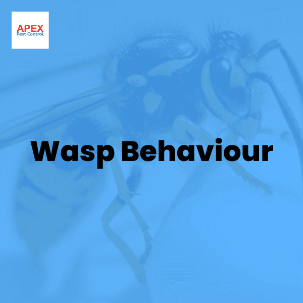 Wasp Behaviour — Apex Pest Control