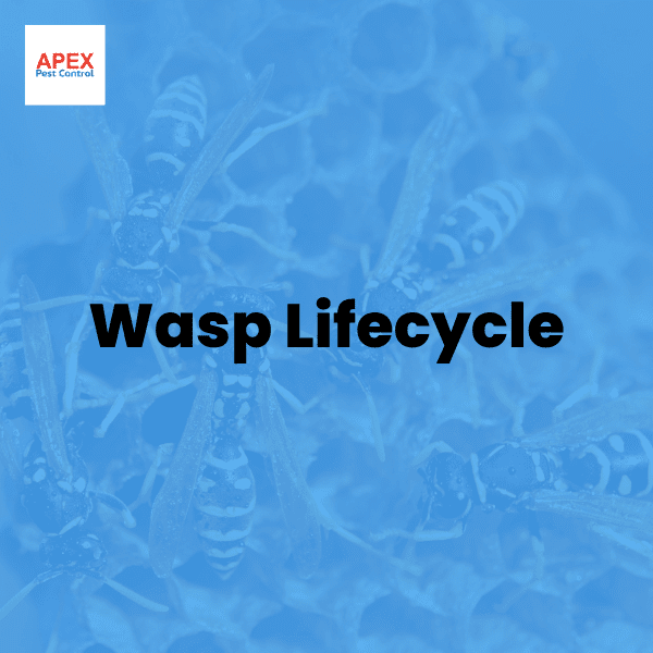 Wasp Lifecycle — Apex Pest Control