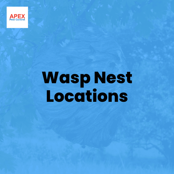 Wasp Nest Locations: Where Wasps Build Nests in the UK — Apex Pest Control