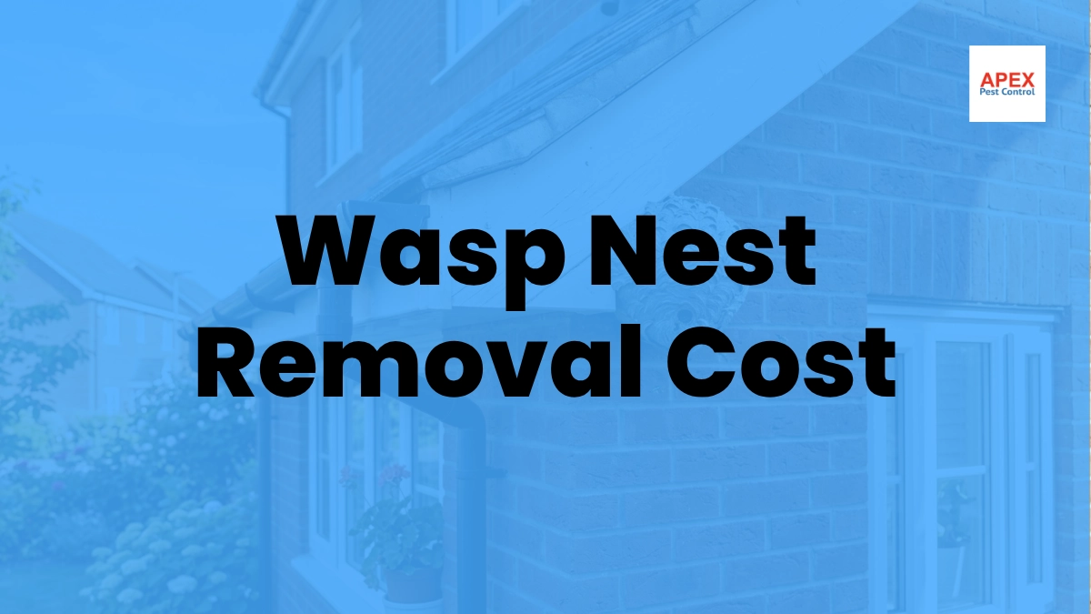 Wasp Nest Removal Cost Process What to Expect — Apex Pest Control