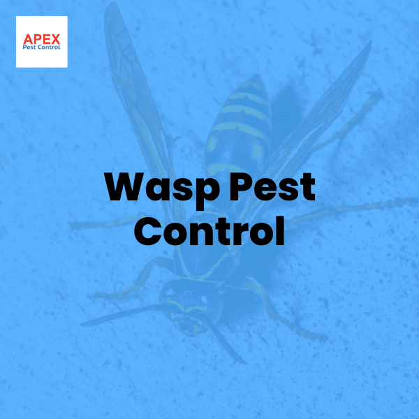 Wasp Pest Control: Strategies That Work — Apex Pest Control