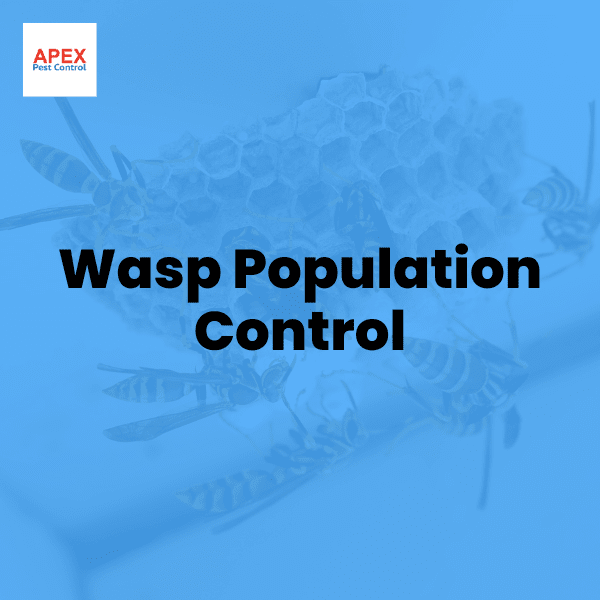 Wasp Population Control — Apex Pest Control