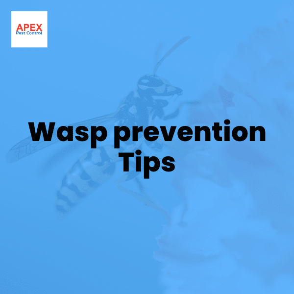 Wasp Prevention Tips — Apex Pest Control