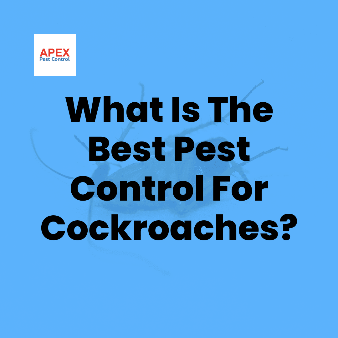 Pest Control for Cockroaches: Getting Rid of an Infestation the Right Way — Apex Pest Control
