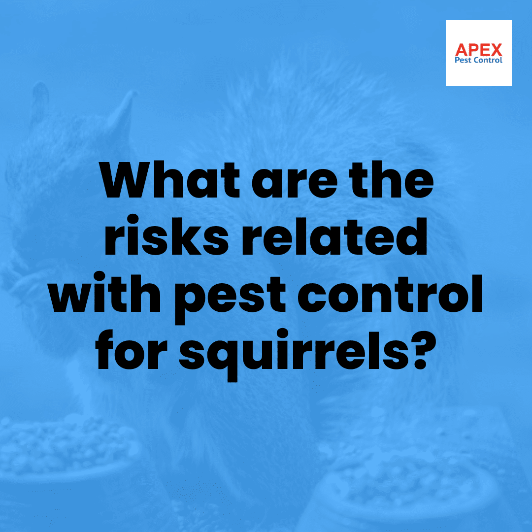 Squirrel Pest Control: Protecting Your Home from Grey Squirrel Damage — Apex Pest Control