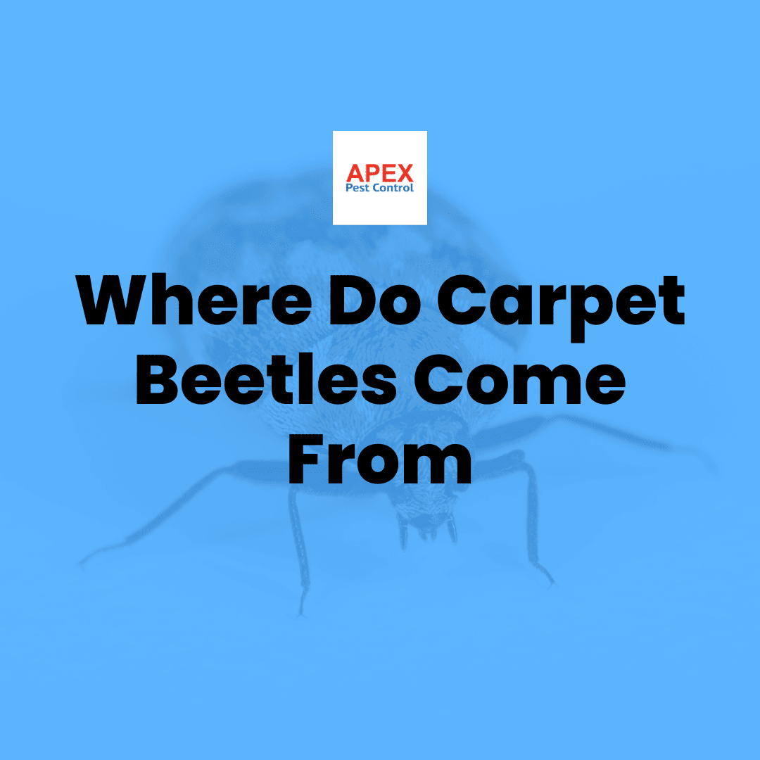 Where Do Carpet Beetles Come From — Apex Pest Control