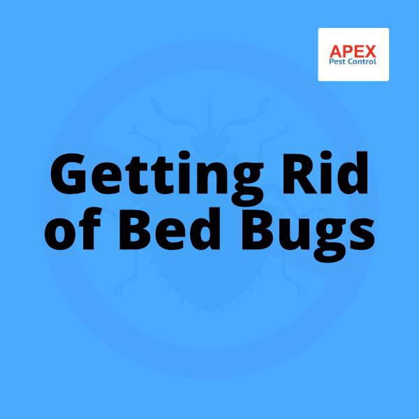 Getting Rid of Bed Bugs: What Actually Works — Apex Pest Control