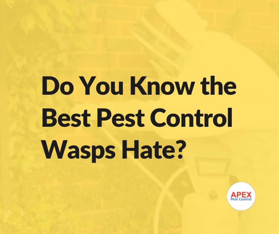 Pest Control Methods for Wasps — Deterrence, Prevention and Professional Treatment — Apex Pest Control