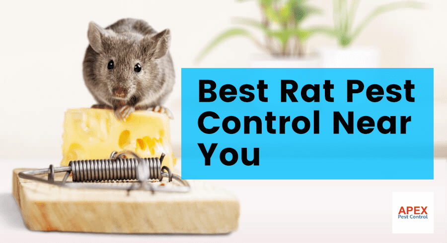 Rat Pest Control Near Me: Local Rat Control in South Yorkshire — Apex Pest Control