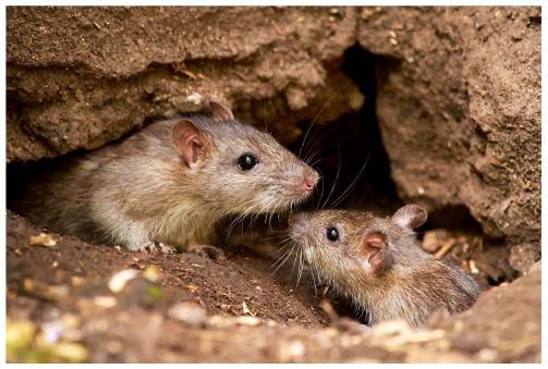 Why Rats Love to Destroy Your Home — Damage, Health Risks and Professional Solutions — Apex Pest Control
