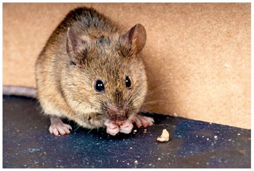 How to Reduce Rodent Risk in Your Workplace — Legal Duties and Professional Solutions — Apex Pest Control