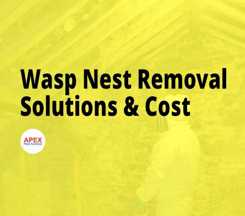 Wasp Nest Removal in Yorkshire — Solutions and What It Costs — Apex Pest Control